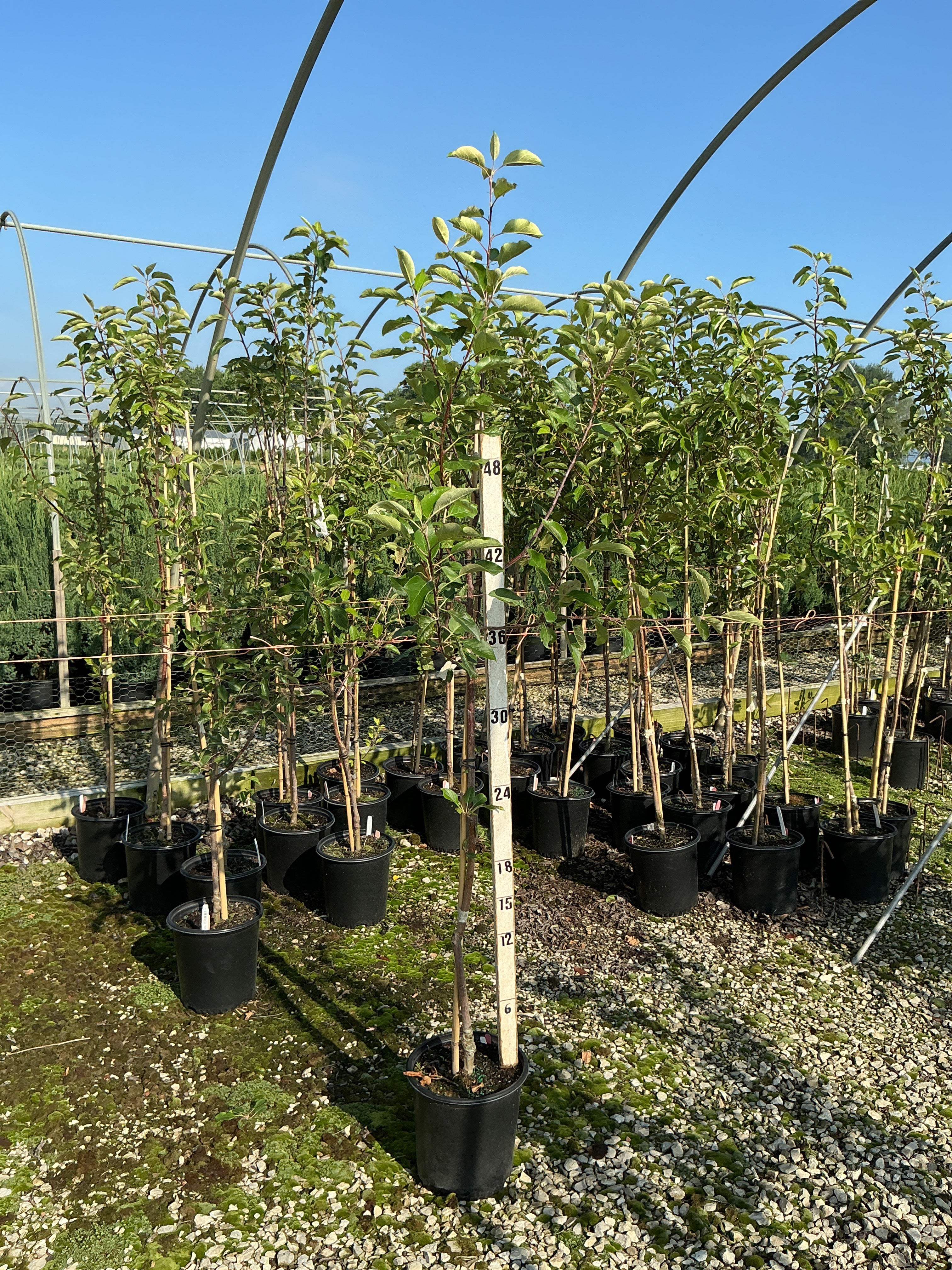 Malus 'Fruit Gala'
