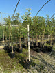 Malus 'Fruit Gala'