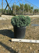 Juniperus squamata 'Blue Star'