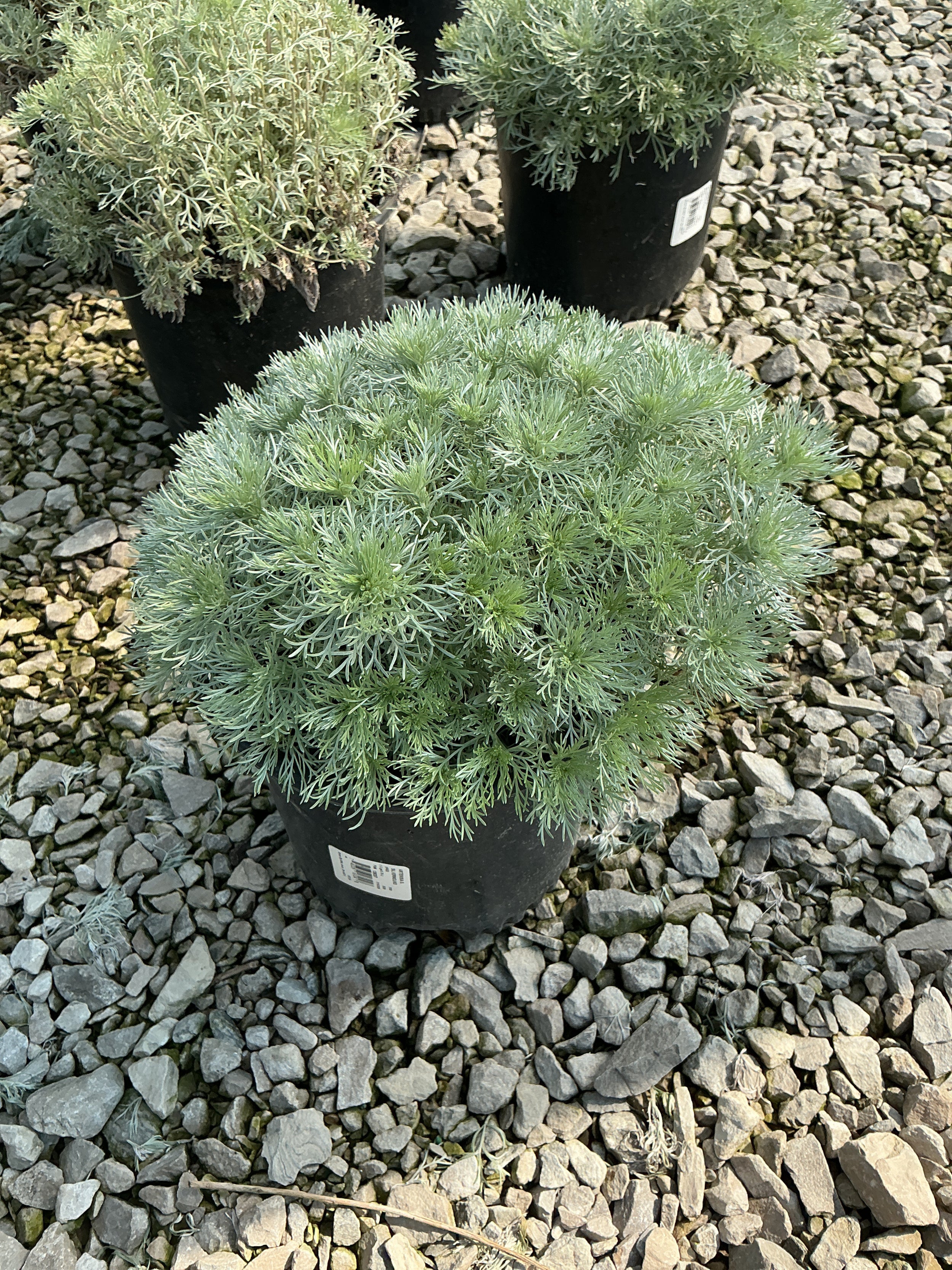 Artemisia schmidtiana 'Silver Mound'