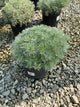 Artemisia schmidtiana 'Silver Mound'