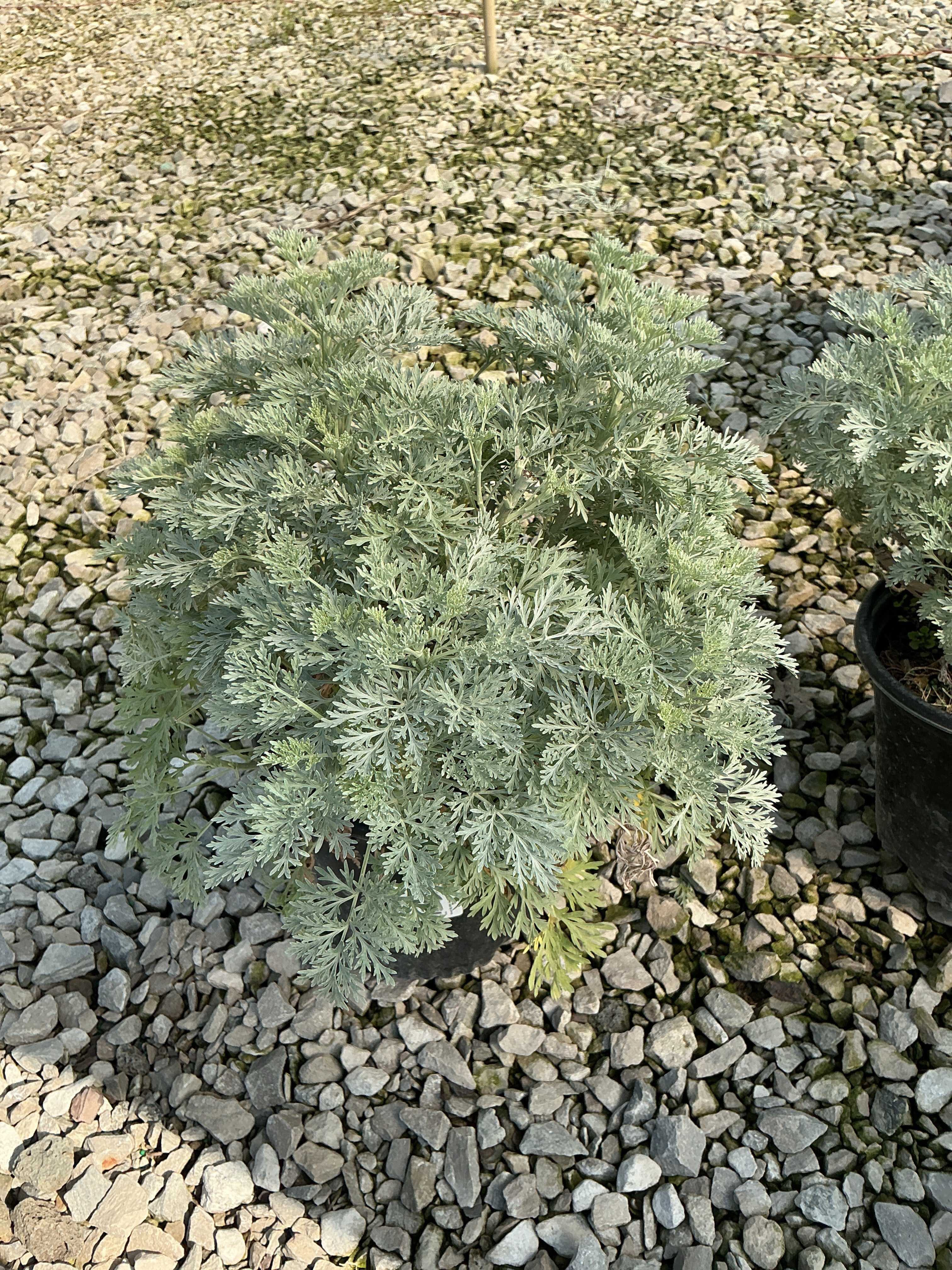 Artemisia x 'Powis Castle'