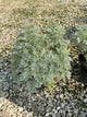 Artemisia x 'Powis Castle'