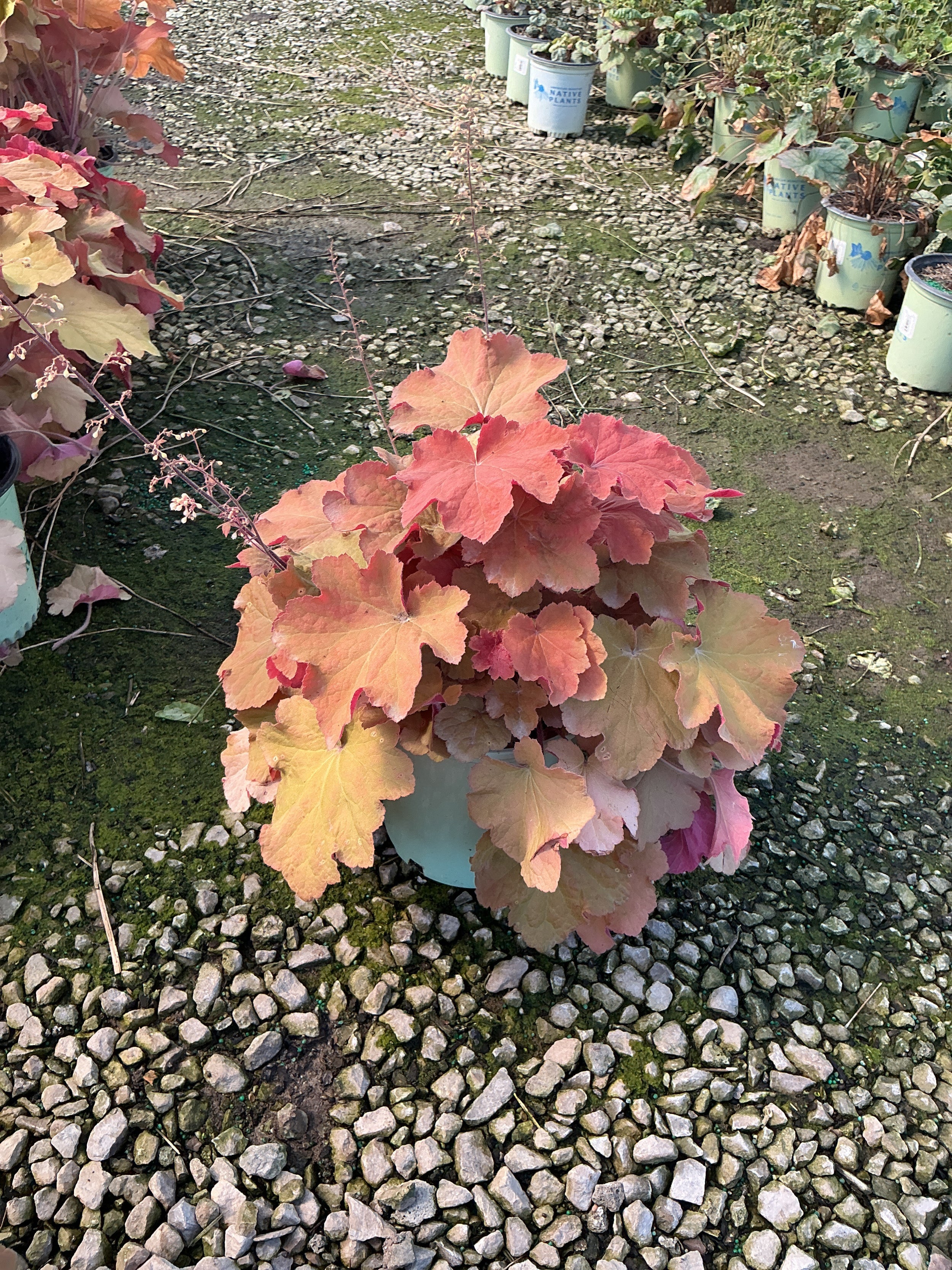 Heuchera caramel 'Caramel'