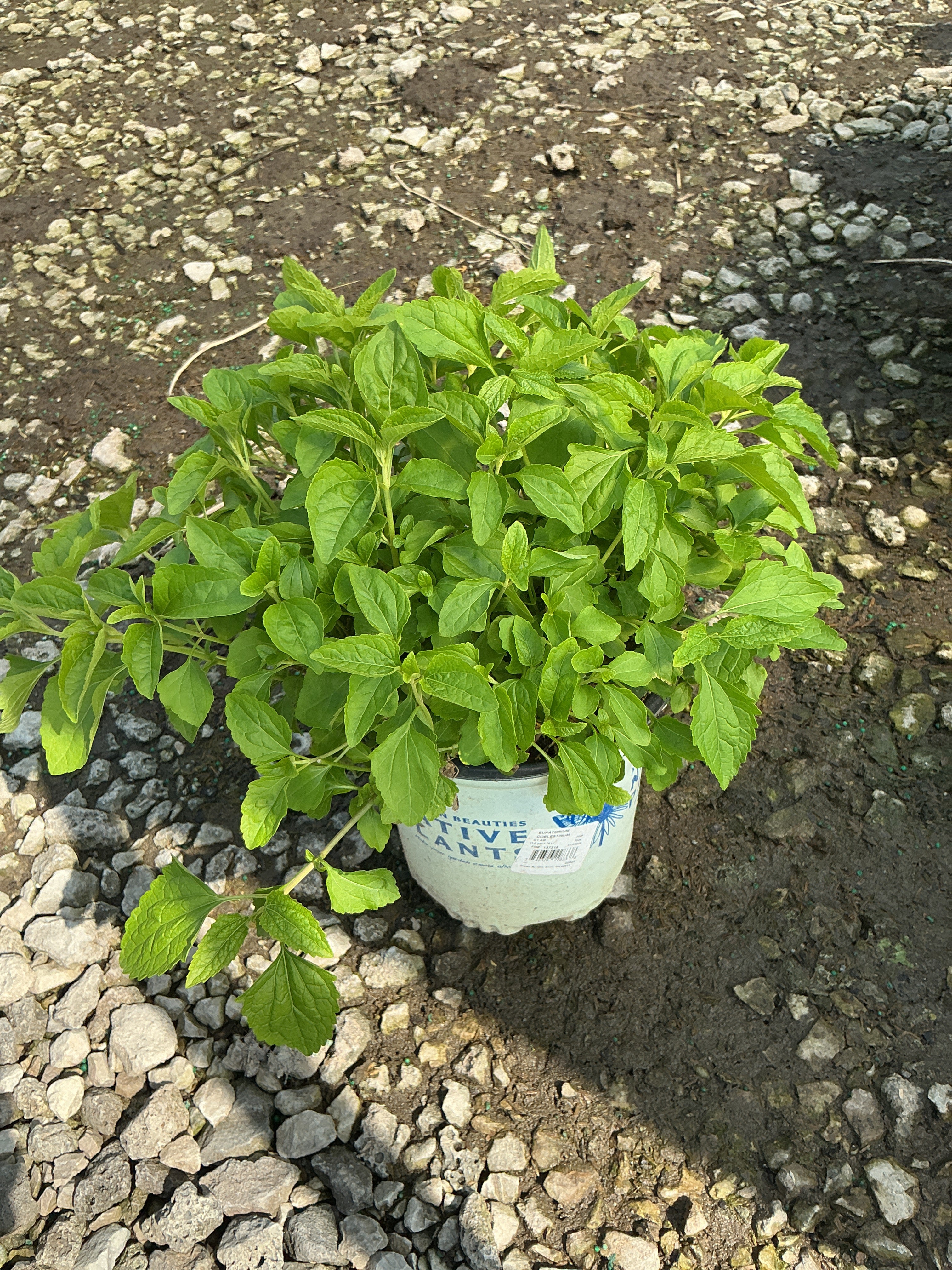 Eupatorium coelestinum