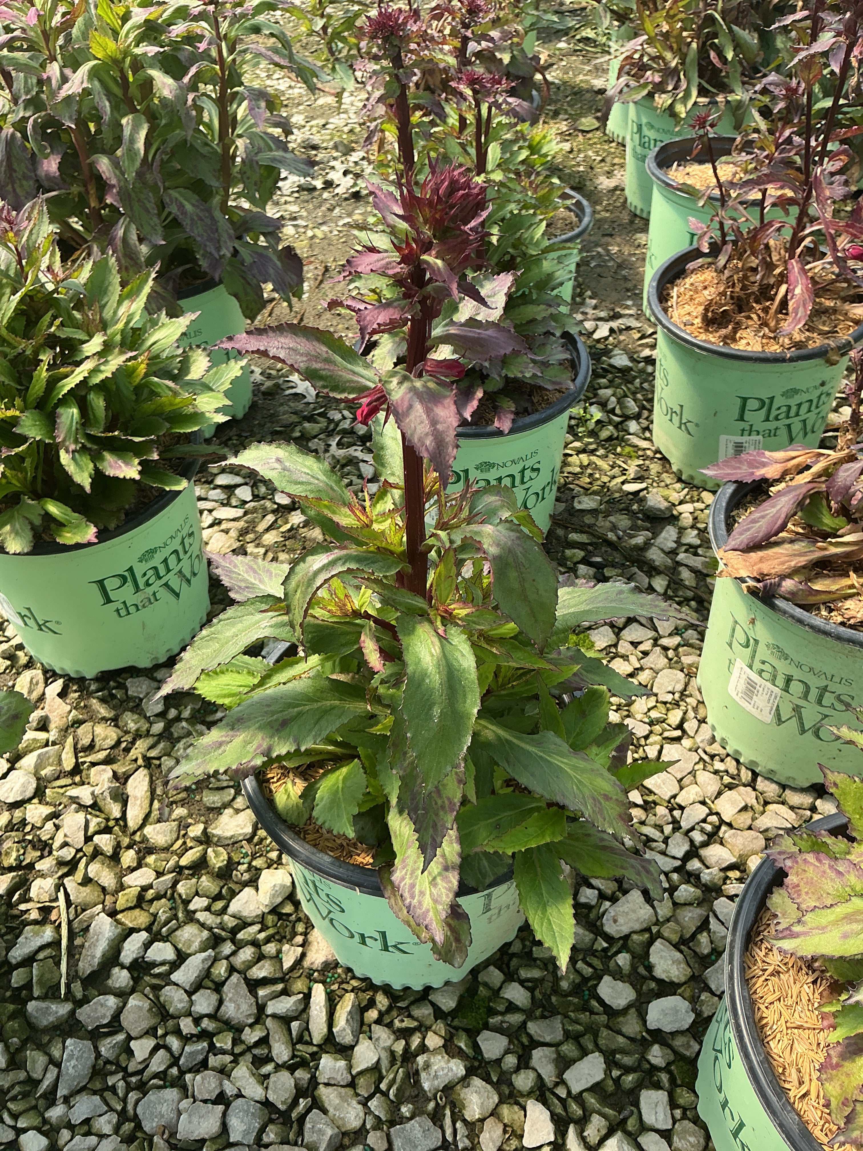 Lobelia starship 'Burgundy'