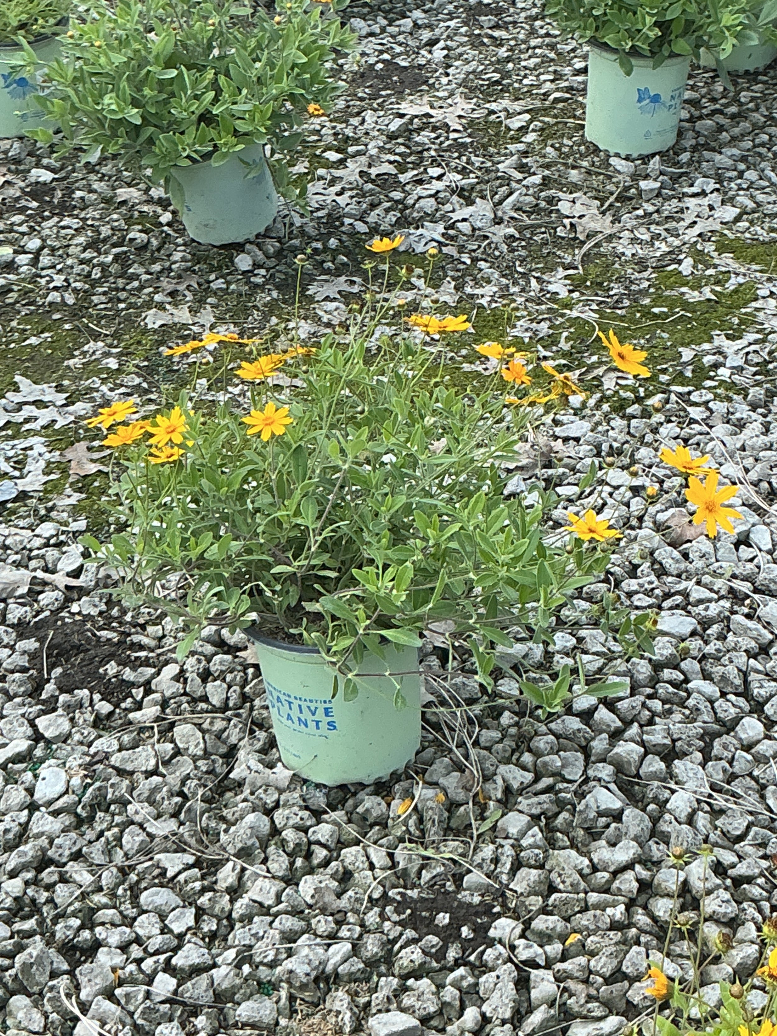 Coreopsis sunshine 'Superman'