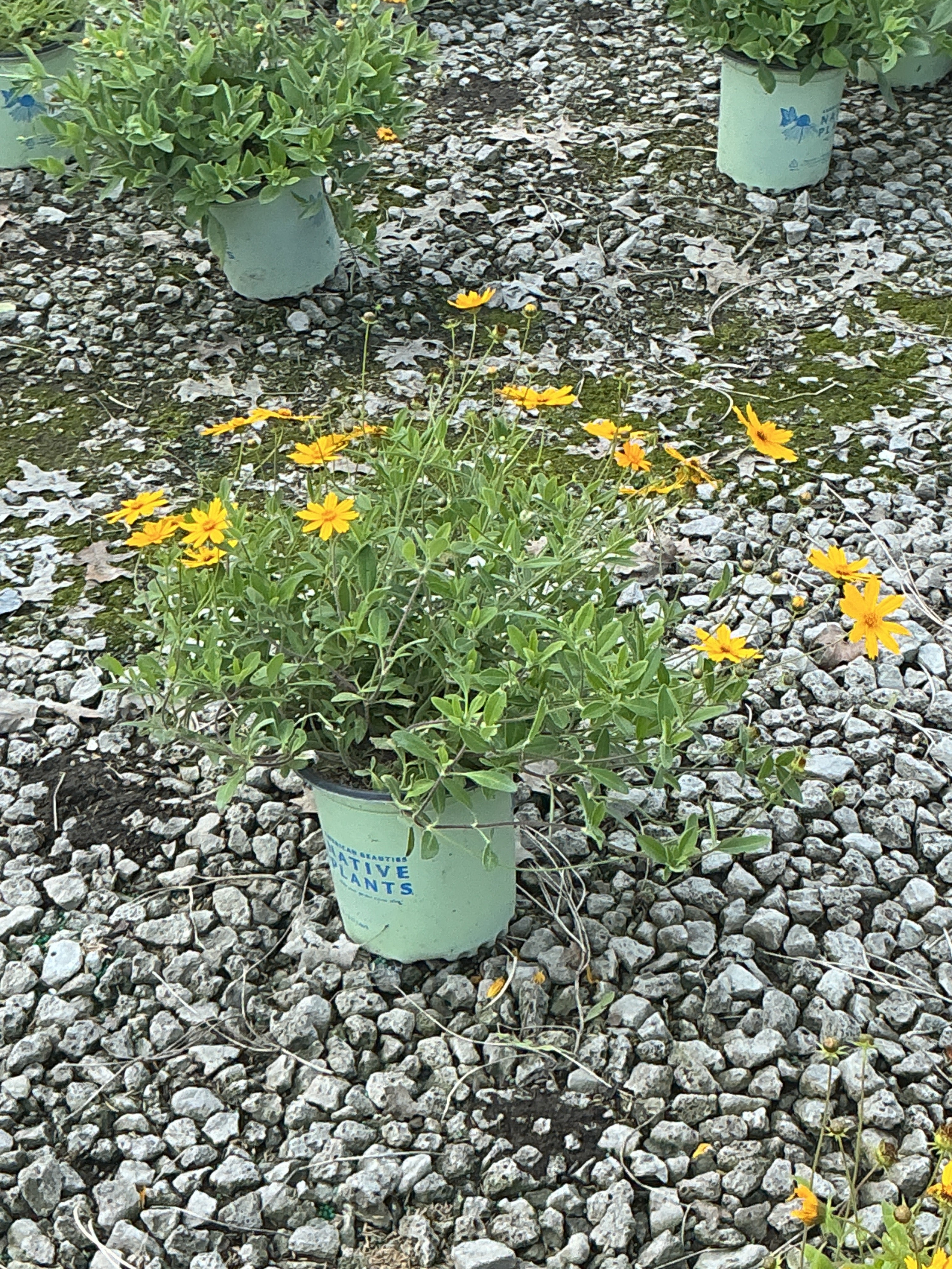 Coreopsis sunshine 'Superman'