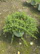 Aster ericoides 'Snow Flurry'