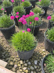 Armeria maritima 'Splendens'