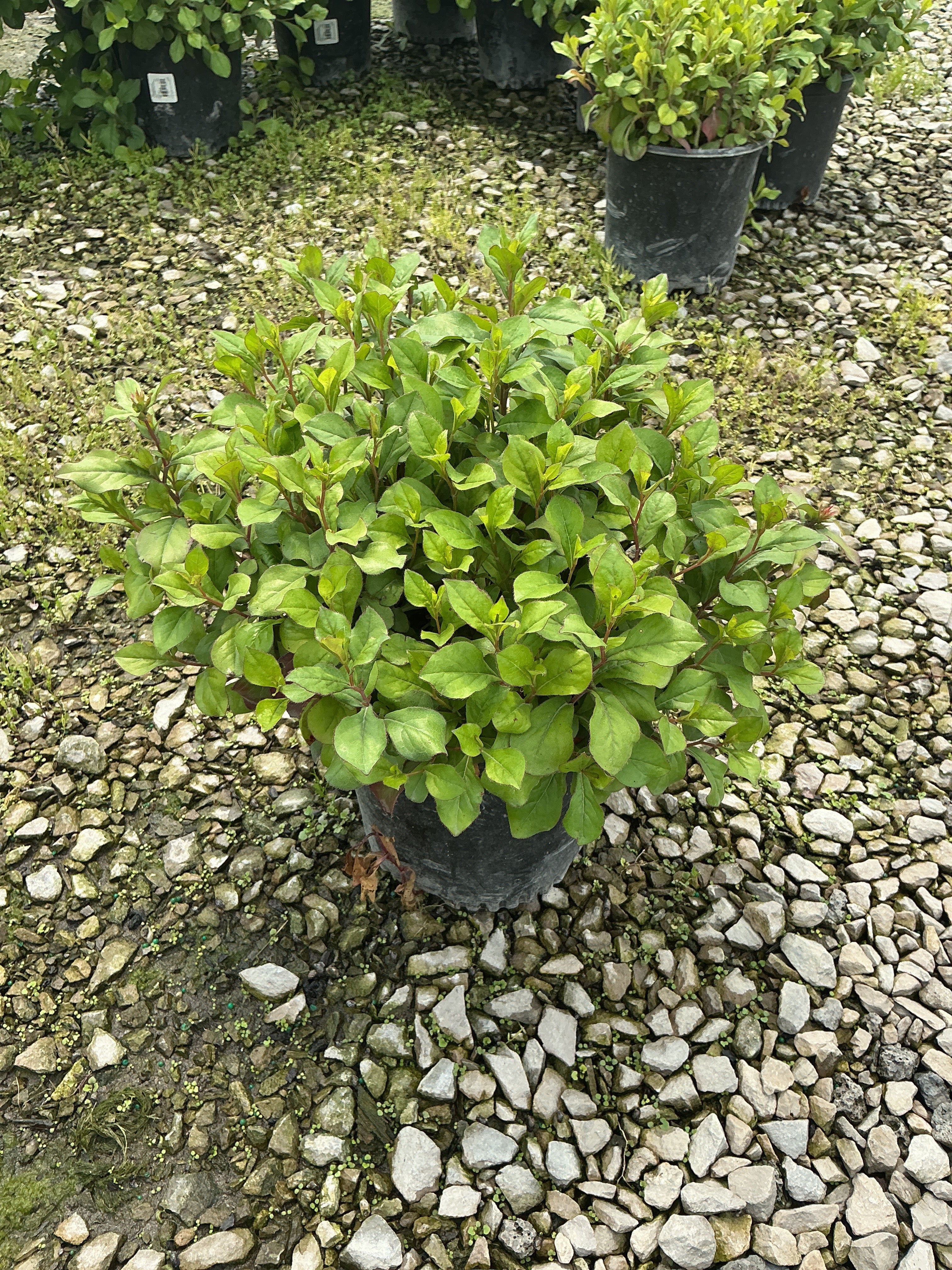 Ceratostigma plumbaginoides