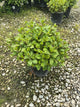 Ceratostigma plumbaginoides