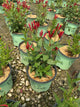 Spigelia ragin 'Cajun'
