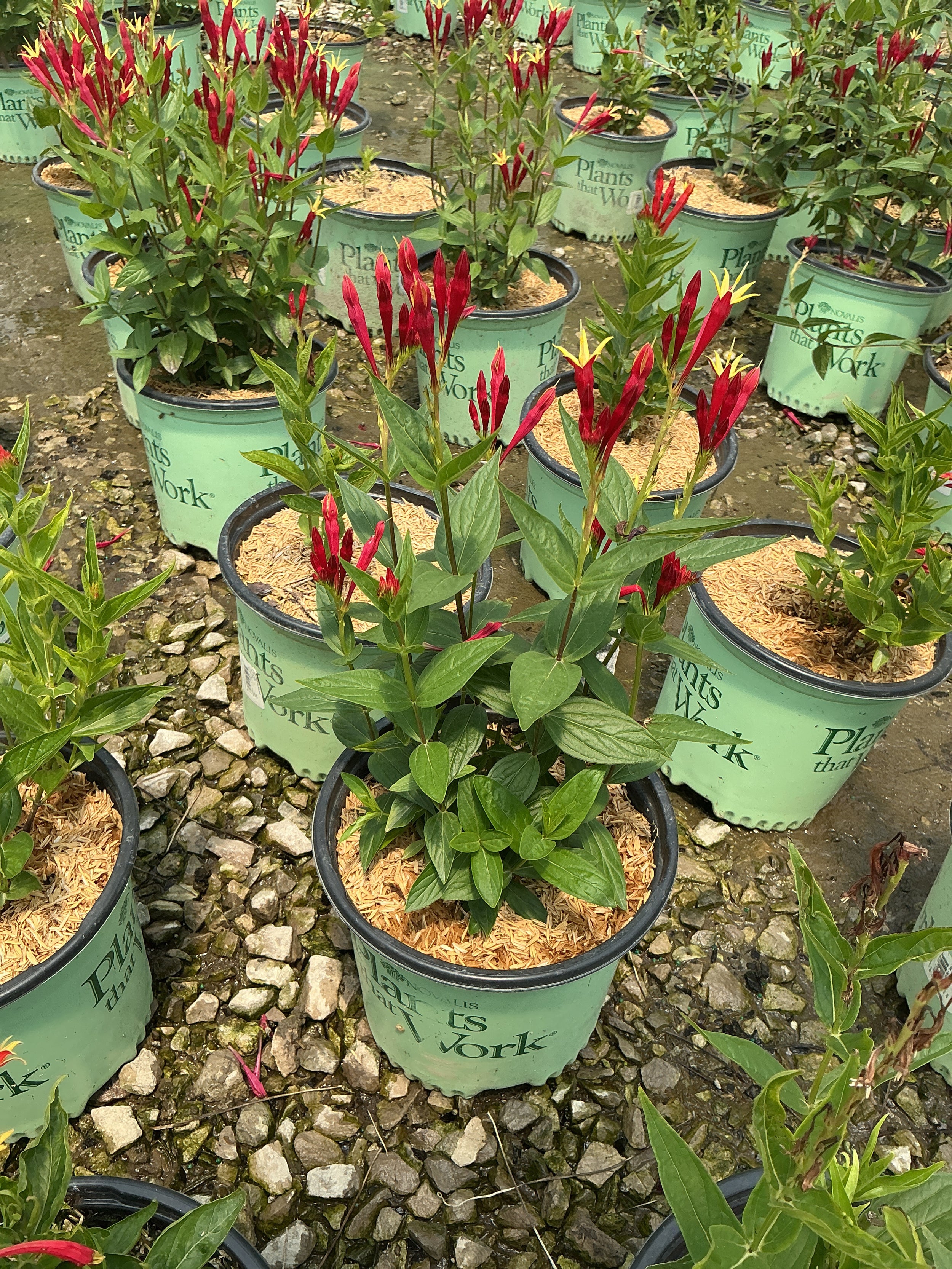 Spigelia ragin 'Cajun'