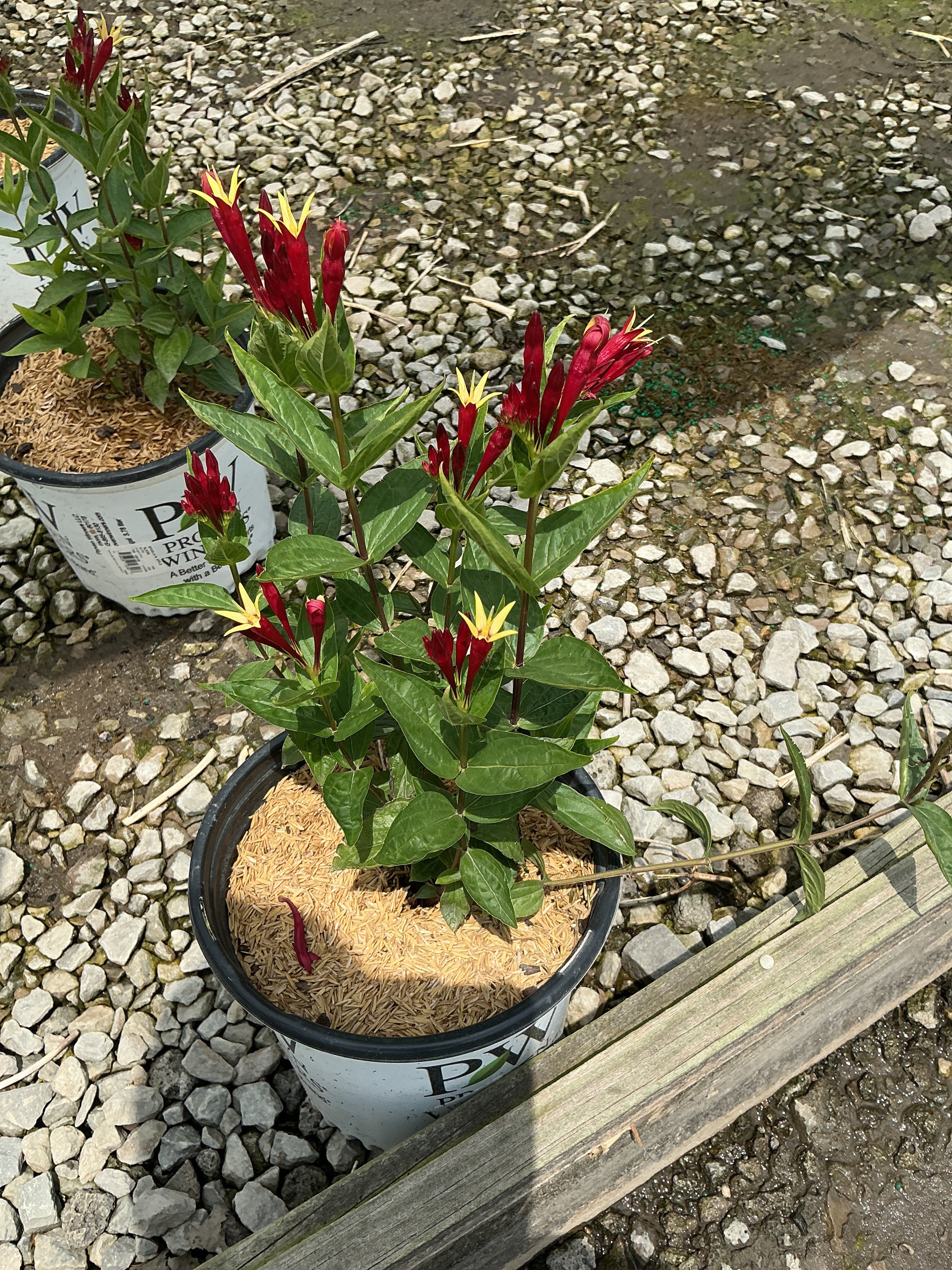 Spigelia M 'Apple Slices'