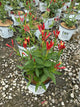 Spigelia marilandica 'Orange Slices'