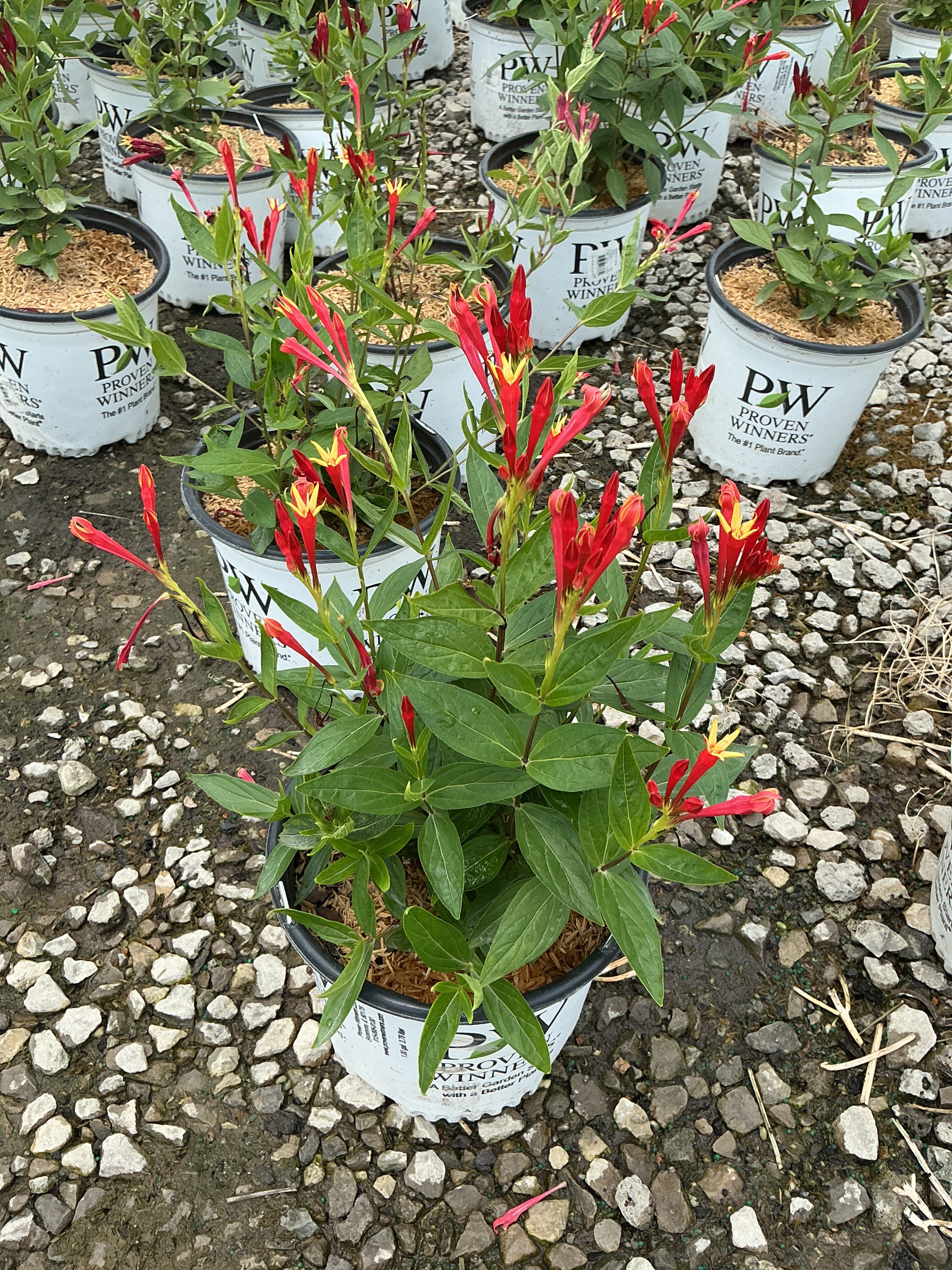 Spigelia marilandica 'Orange Slices'