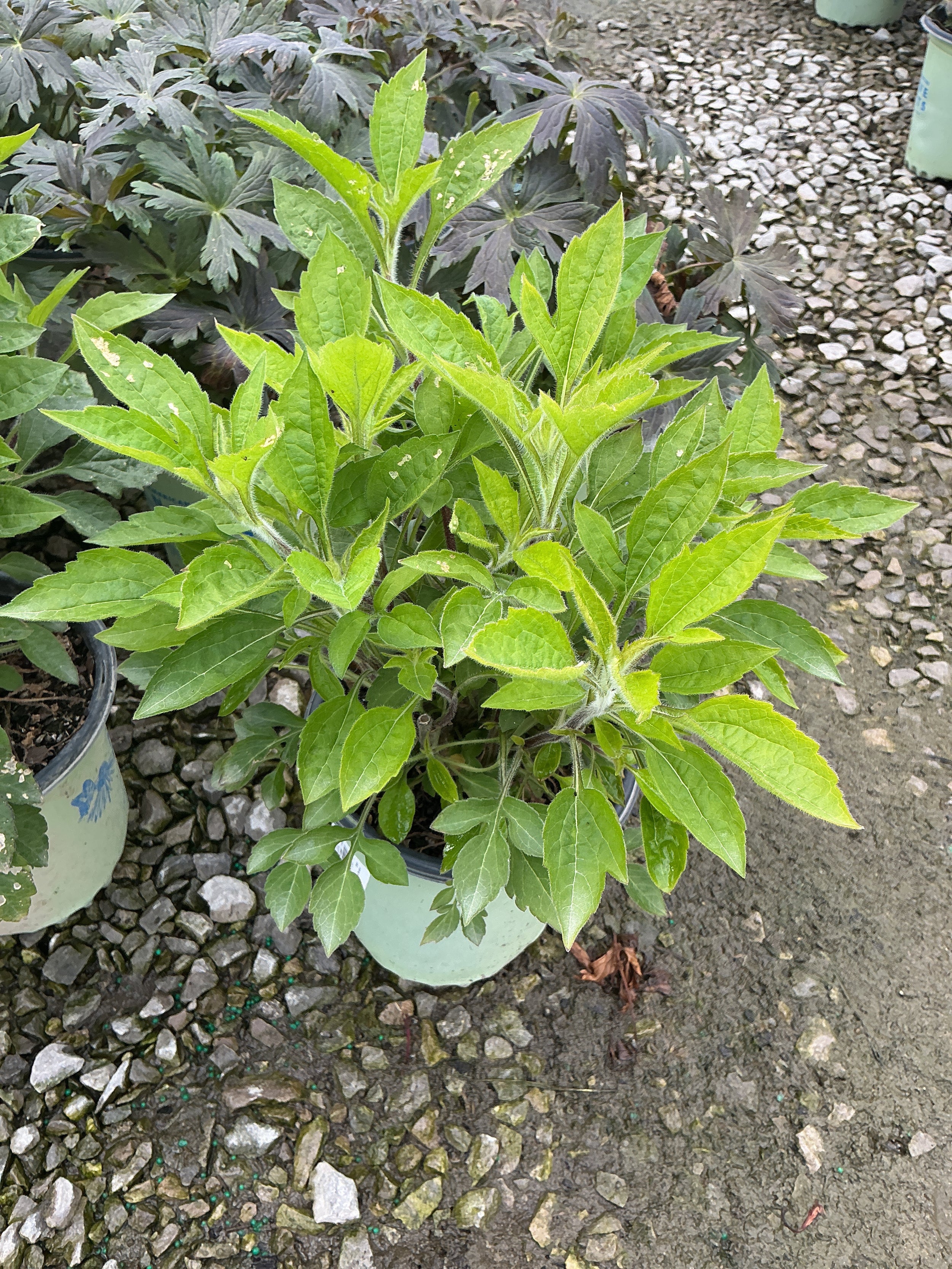 Rudbeckia T. Prairie Glow