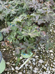 Geranium maculatum 'Dark Roast'