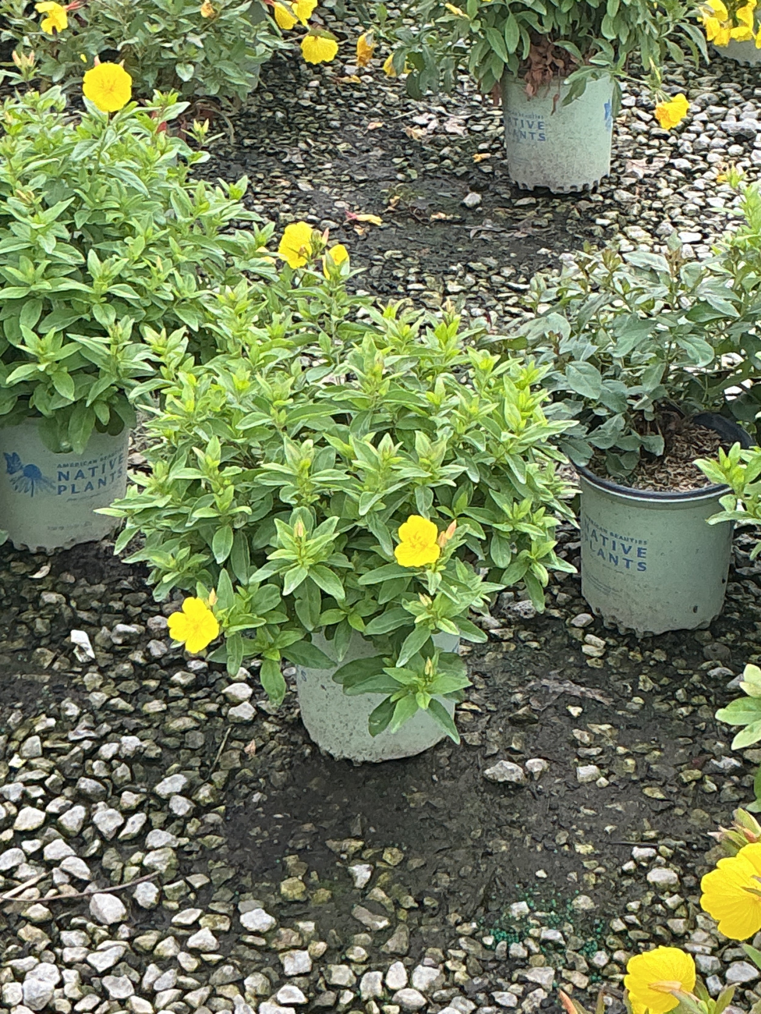 Oenothera fireworks