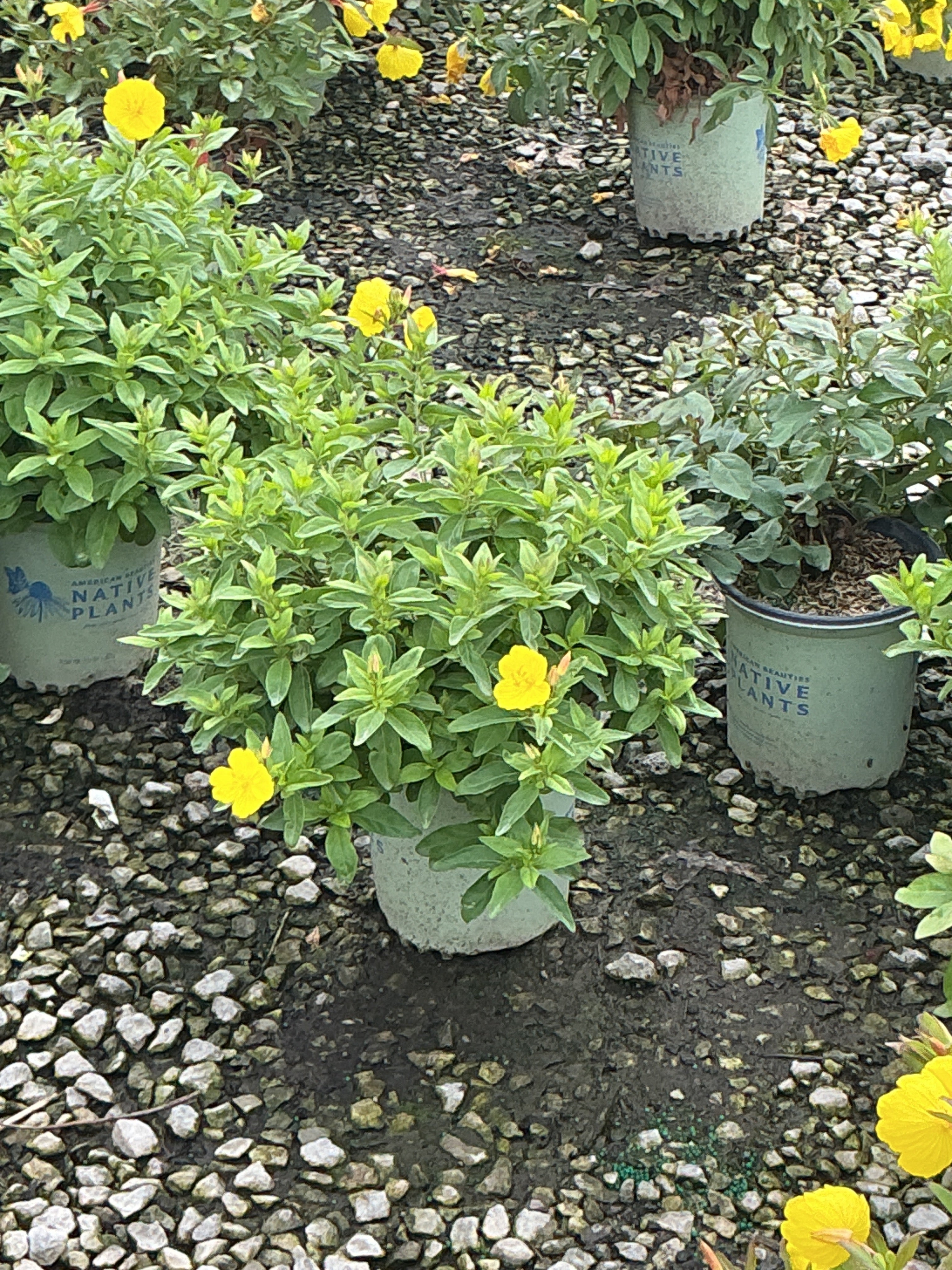 Oenothera fireworks