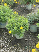 Oenothera fireworks