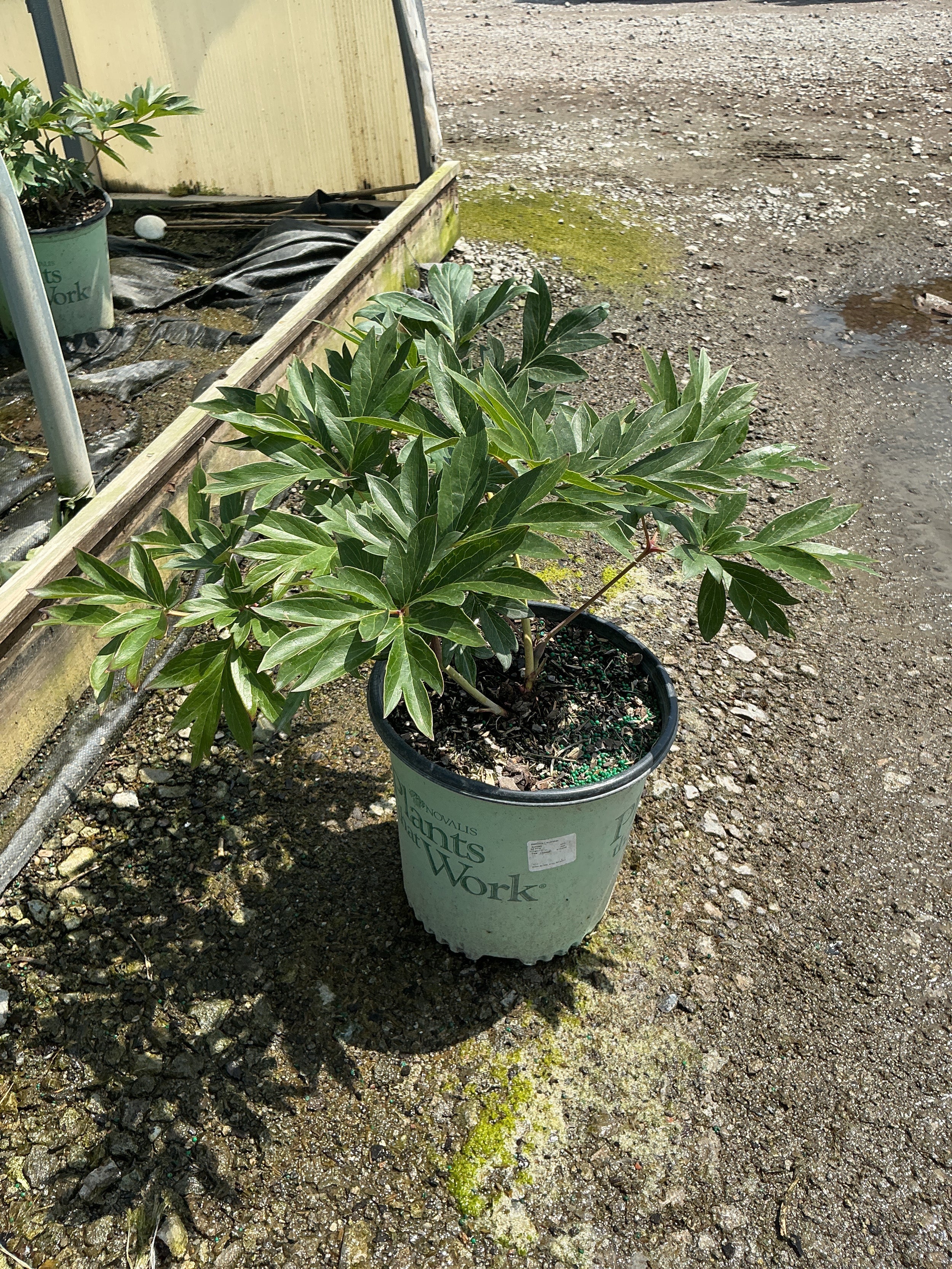 Paeonia 'I Summer Sunset'
