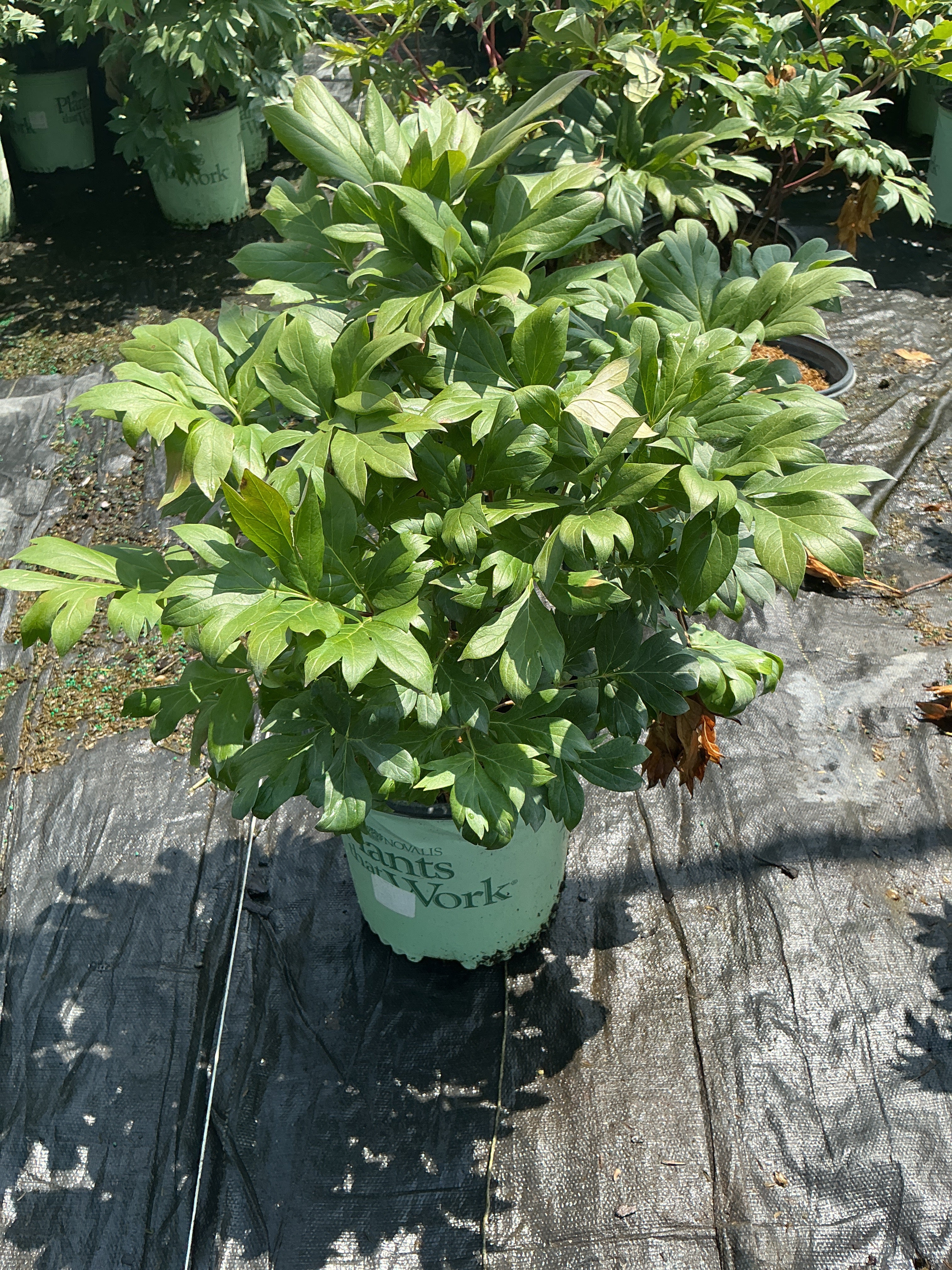 Paeonia 'Smithopus7'