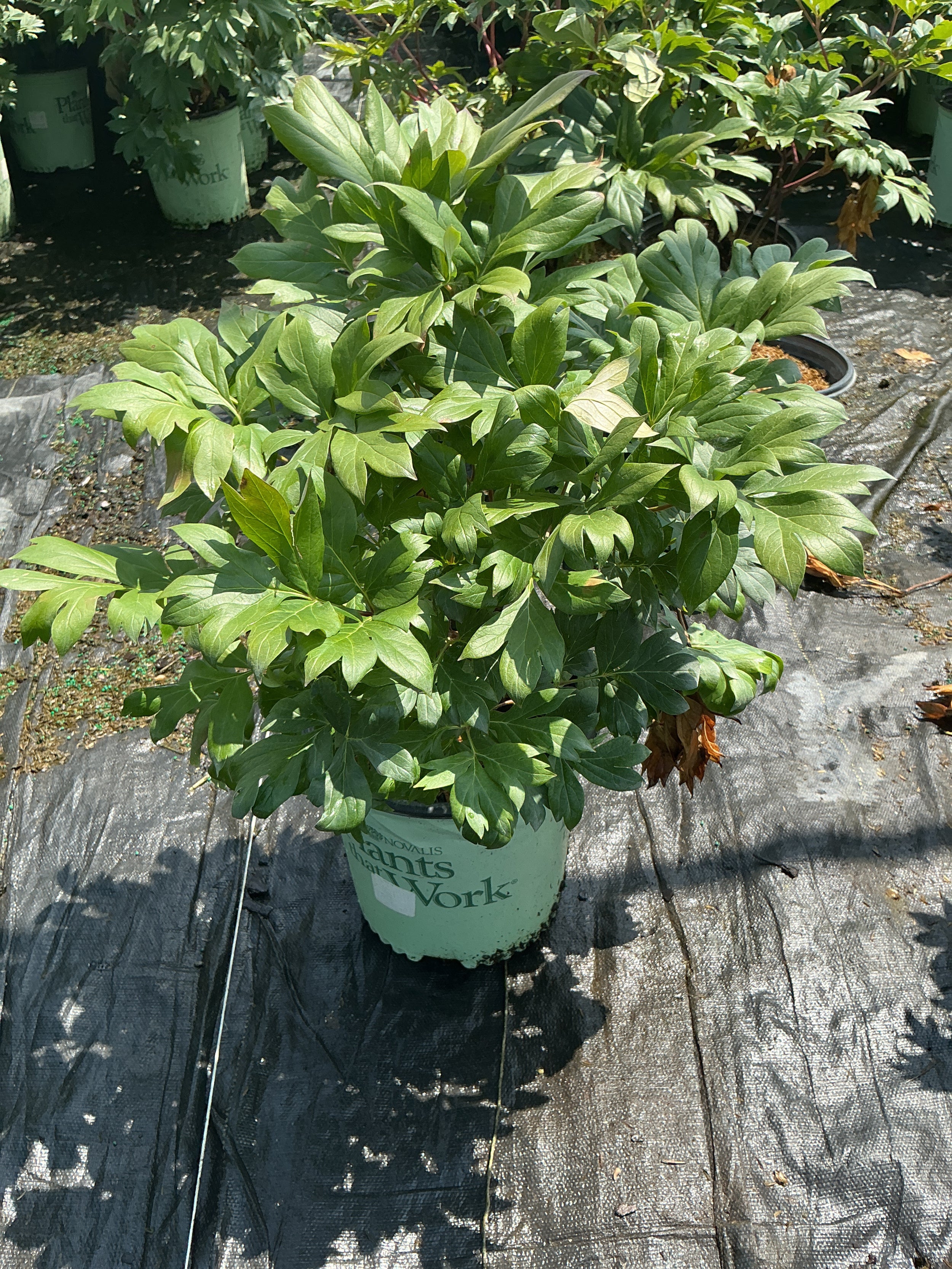 Paeonia 'Smithopus7'