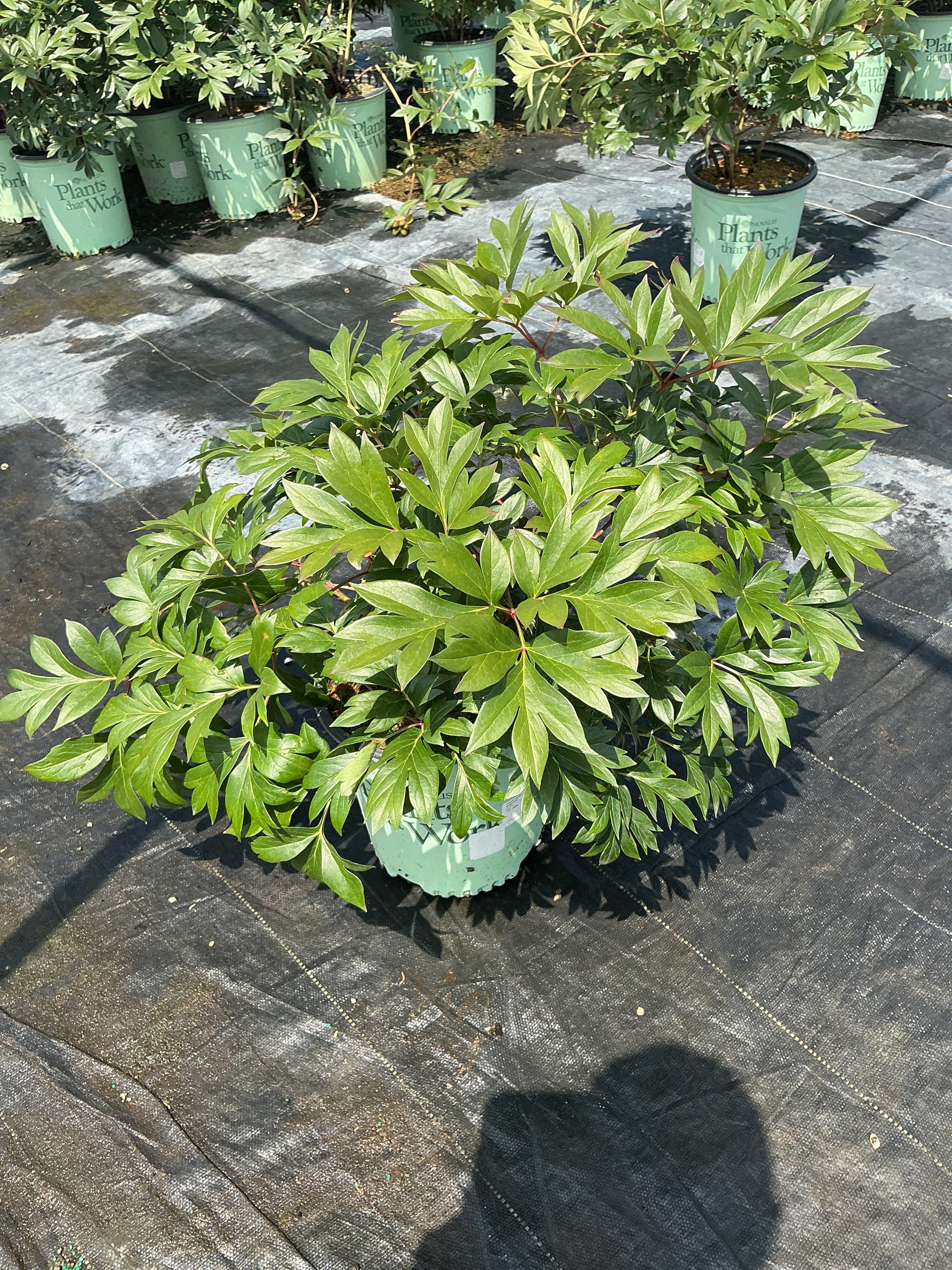 Paeonia 'Smithopus3' PPAF¶