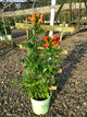 Campsis 'Summer Takaruzuka Fresa'