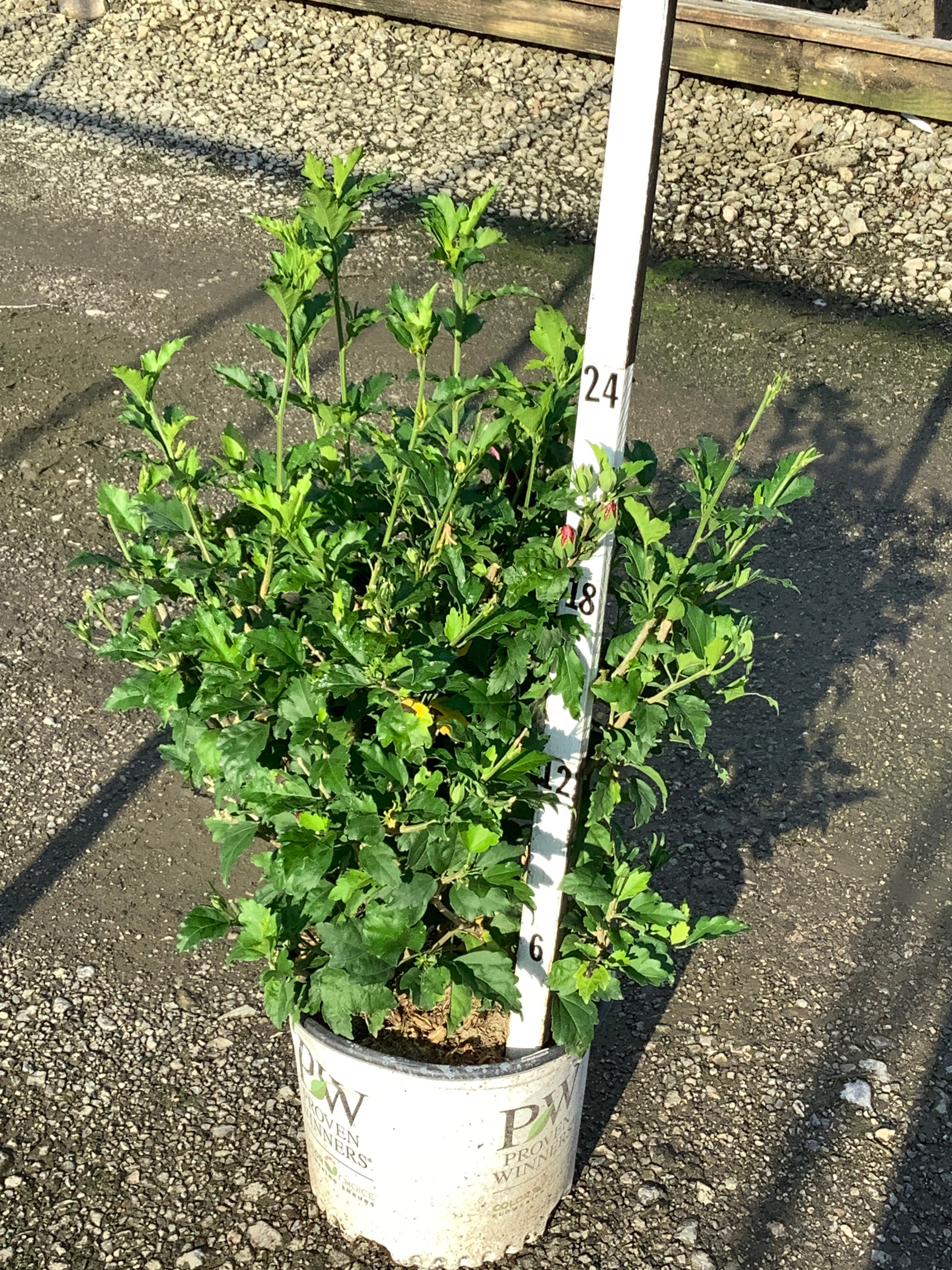 Hibiscus paraplu 'Rouge'