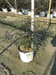 Sambucus nigra 'Eva'