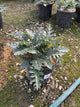 Acanthus spinosus