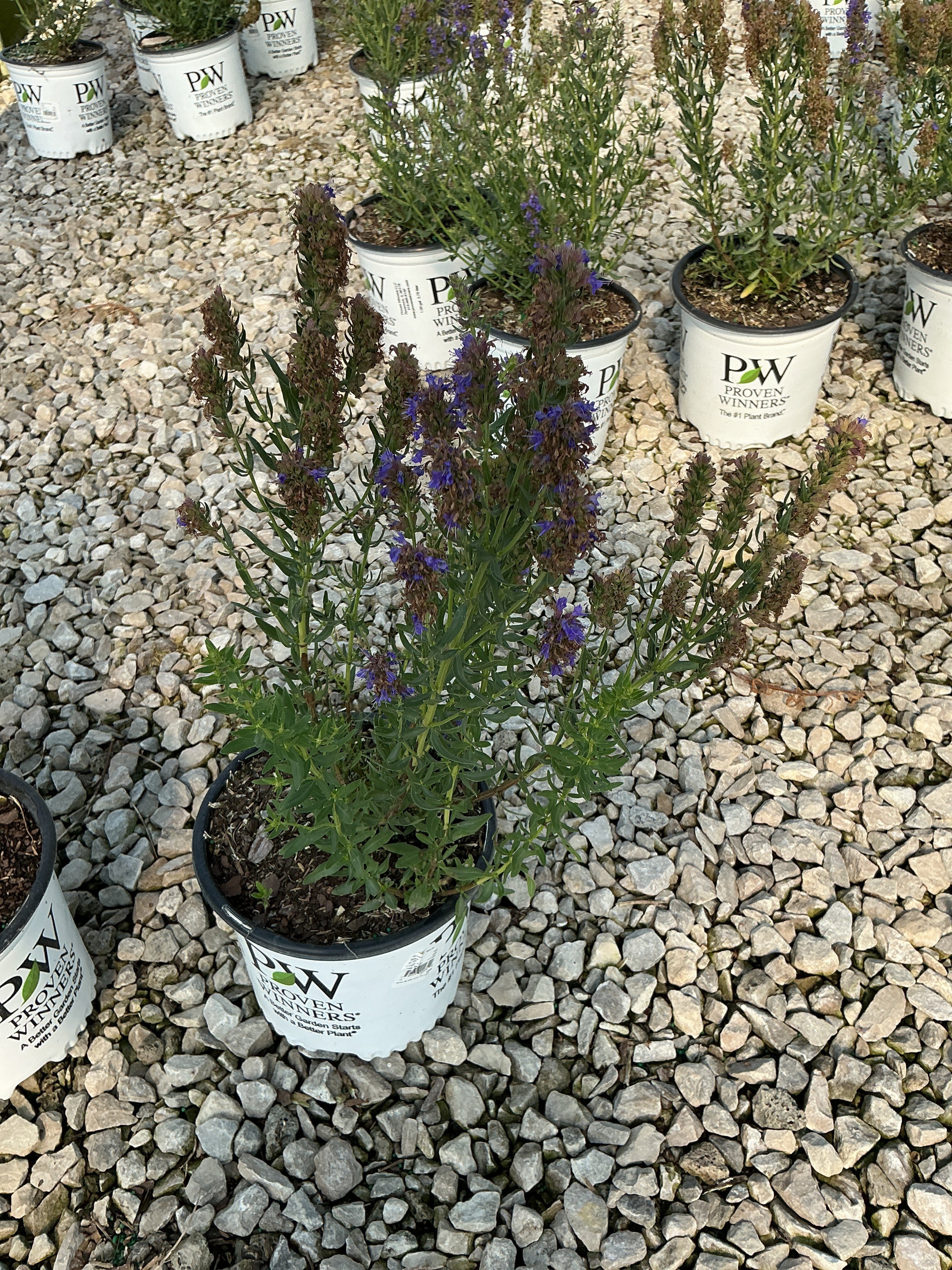 Hyssopus officinalis 'Scentastic Blue'
