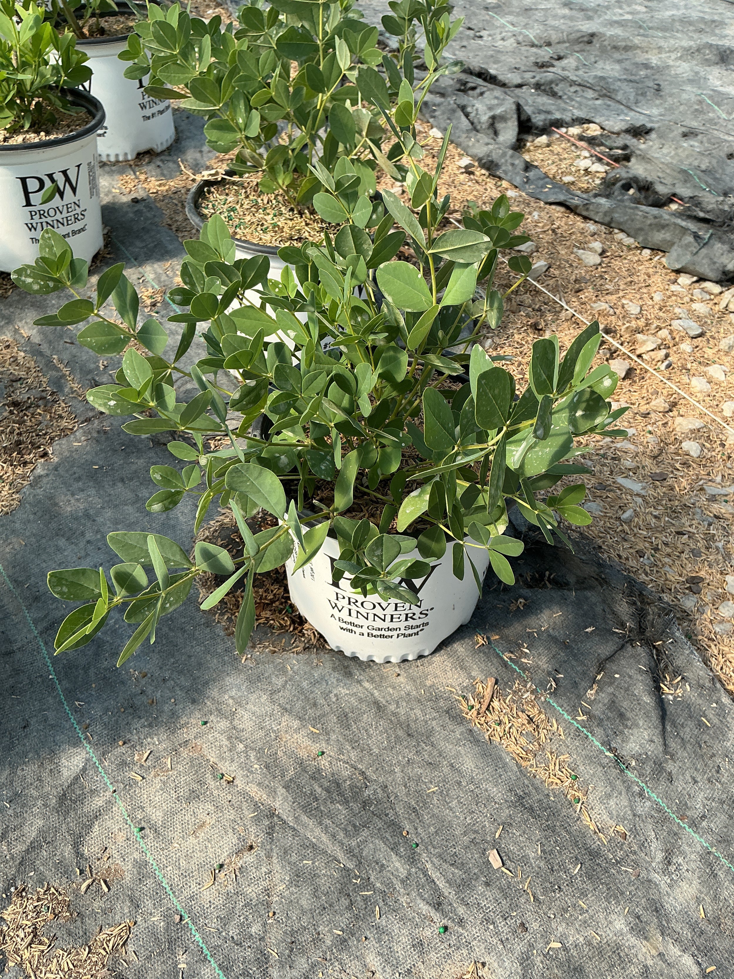 Baptisia x 'Lemon Meringue'