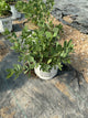 Baptisia x 'Lemon Meringue'