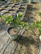 Baptisia australis
