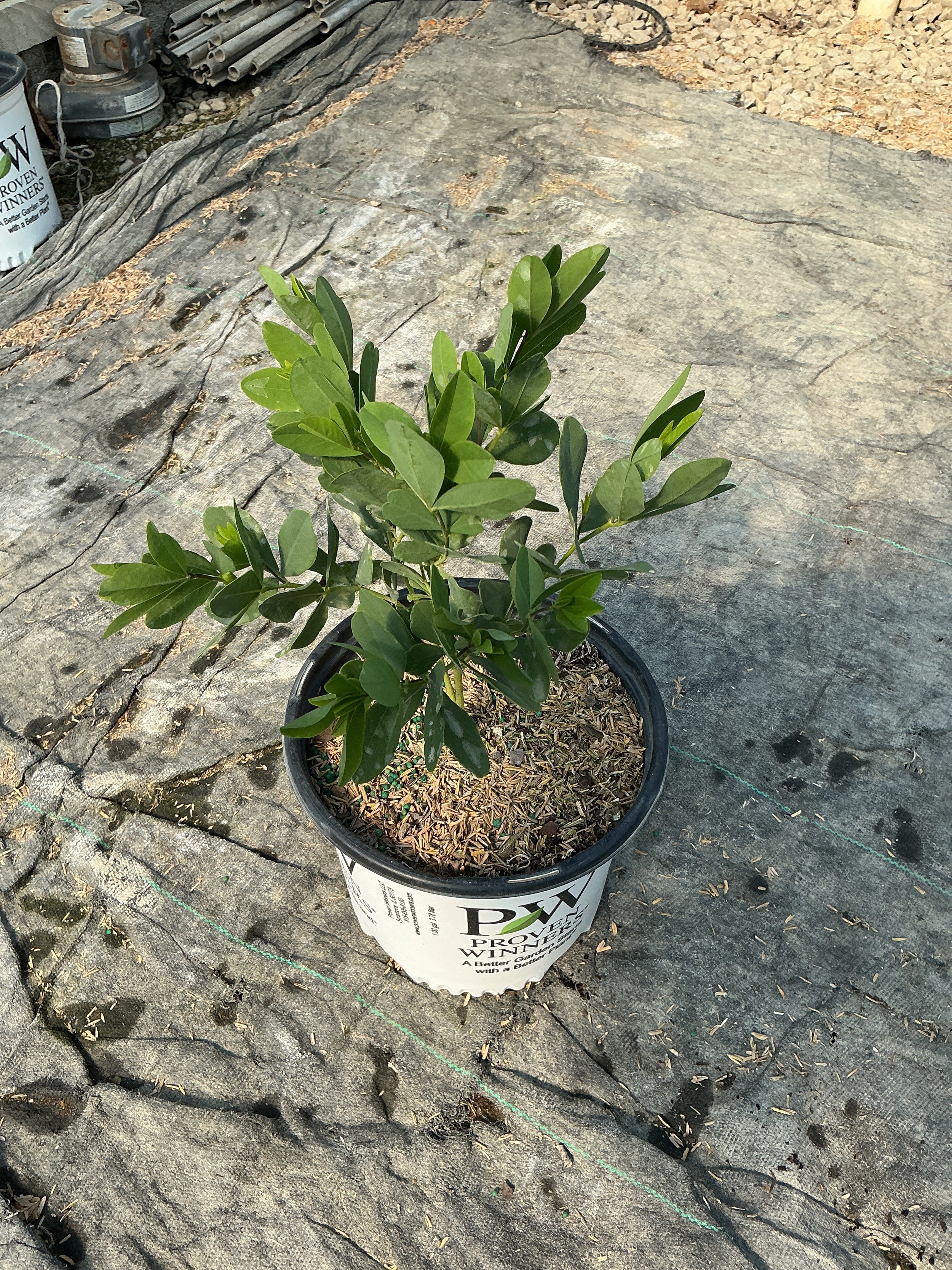 Baptisia '‘Grape Escape’'