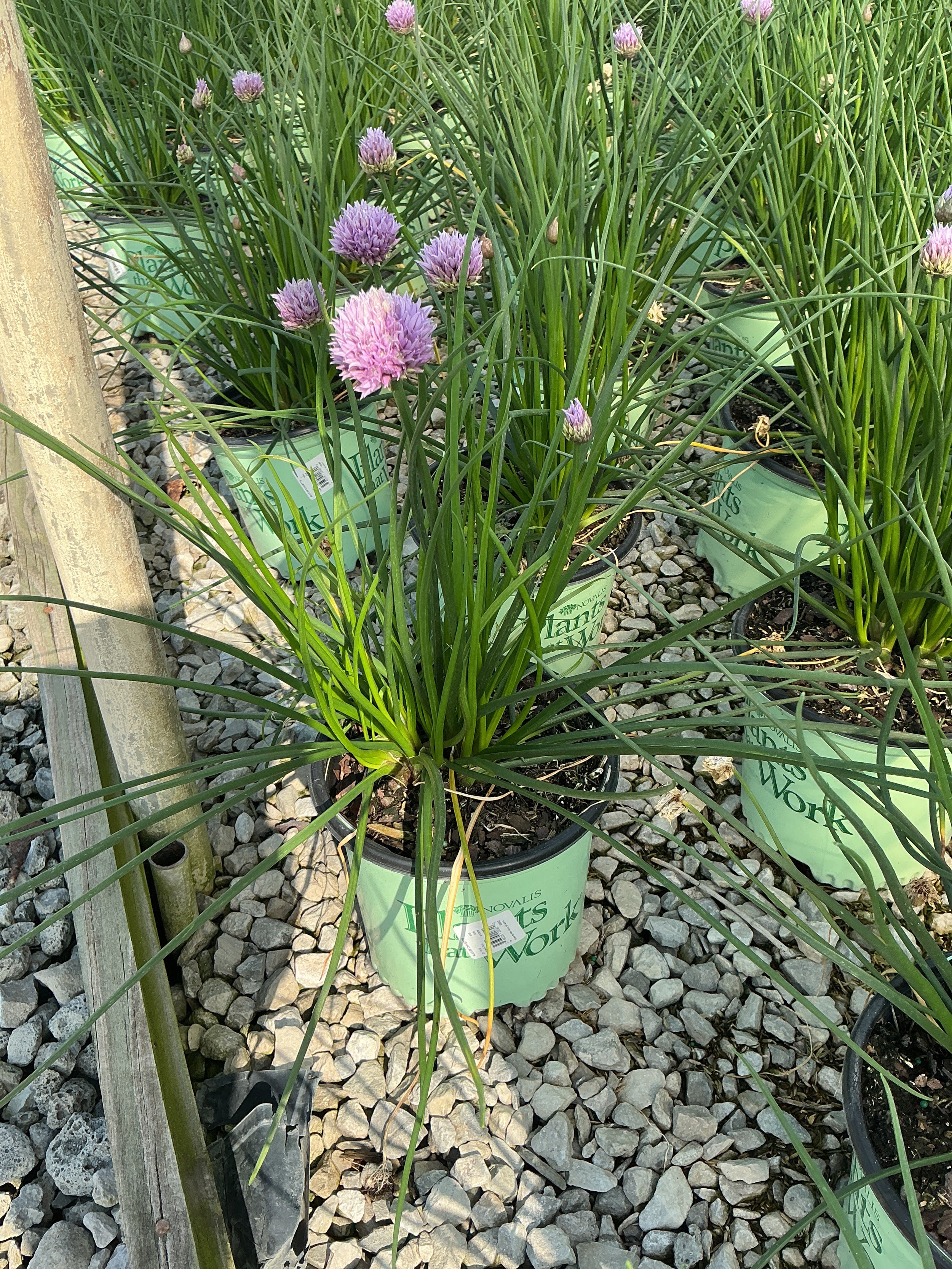 Allium chivette