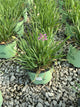 Allium medusa