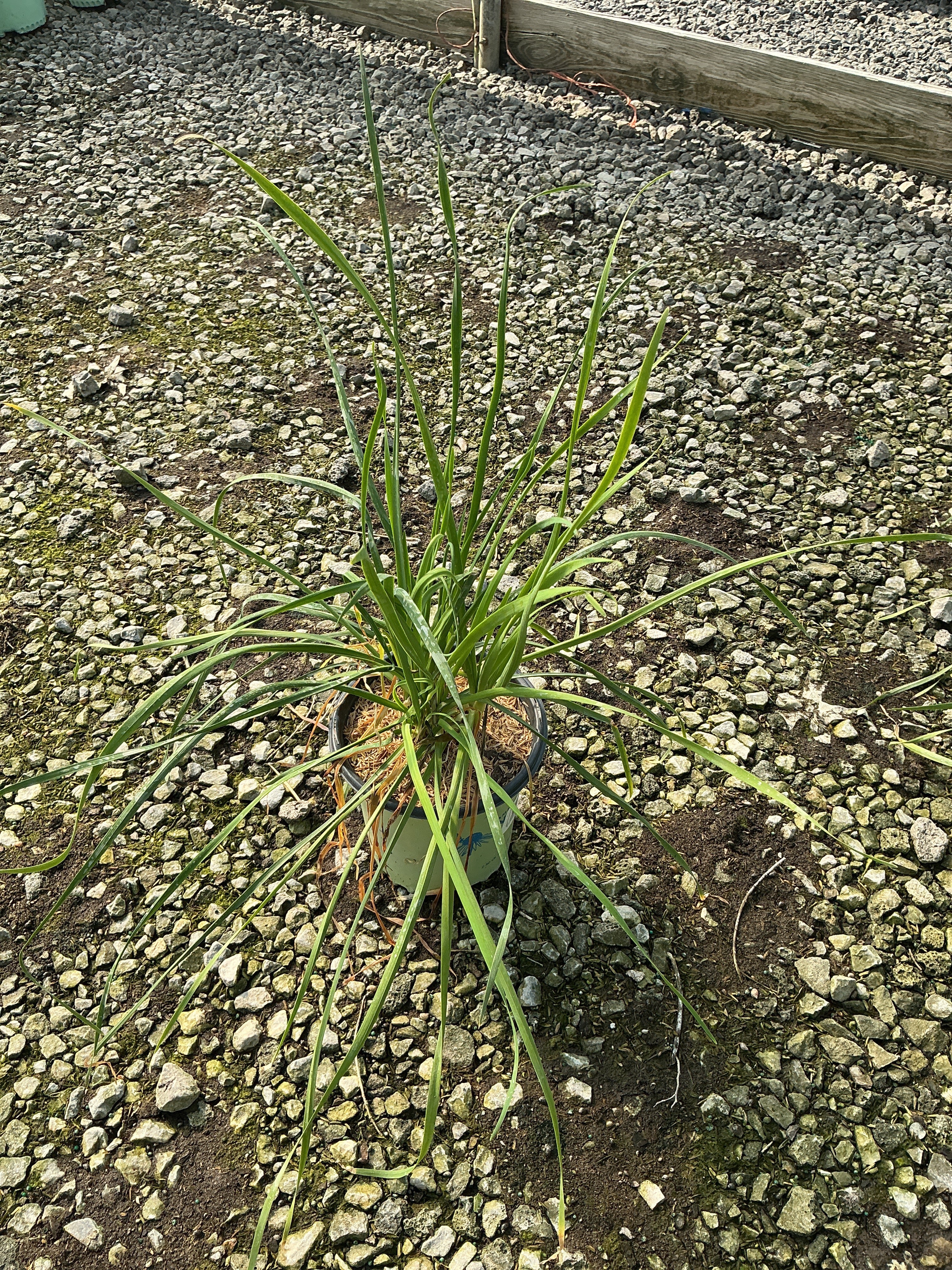 Allium cernuum