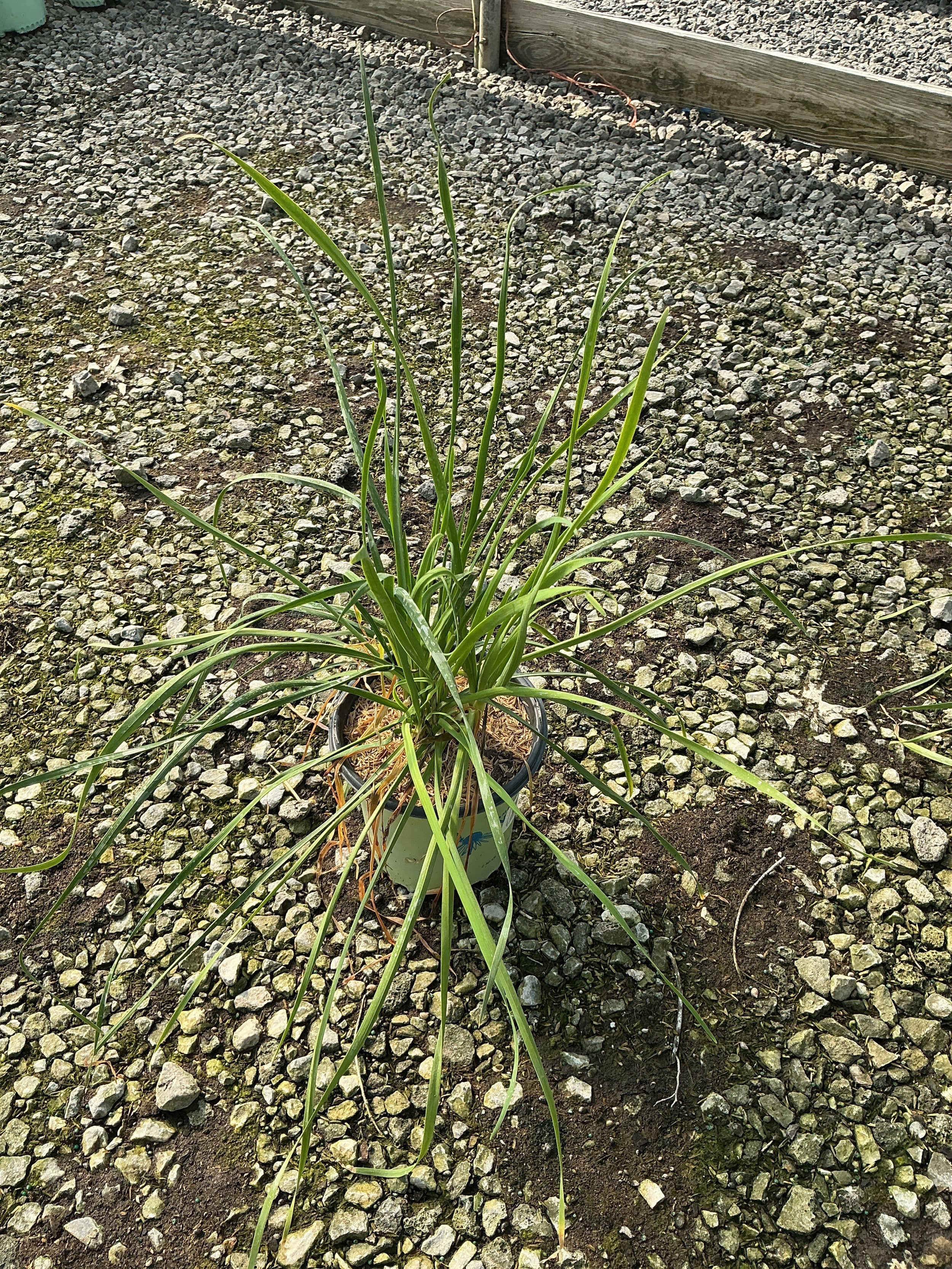 Allium cernuum