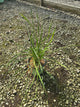 Allium cernuum