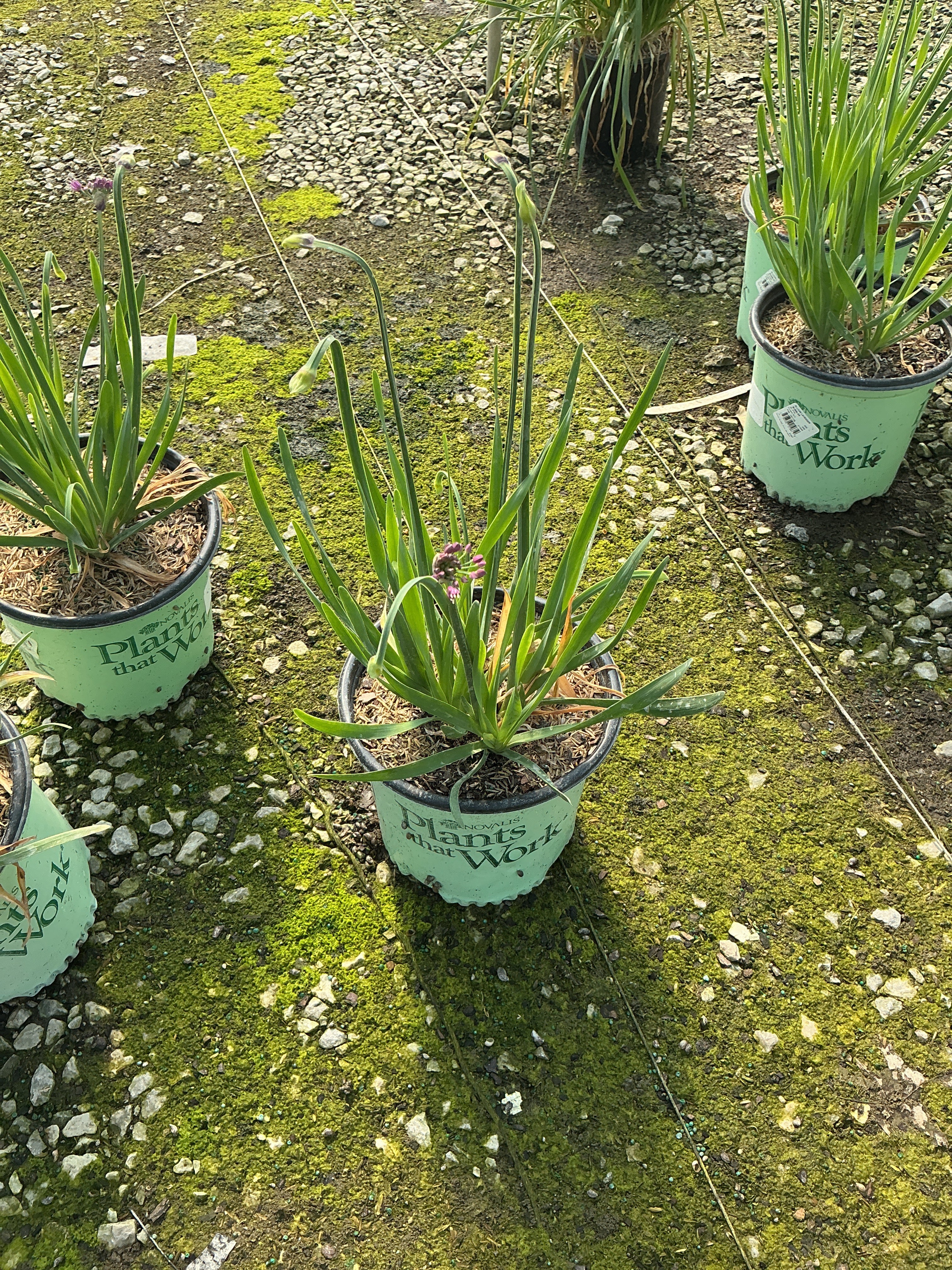 Allium 'Lavender Bubbles'