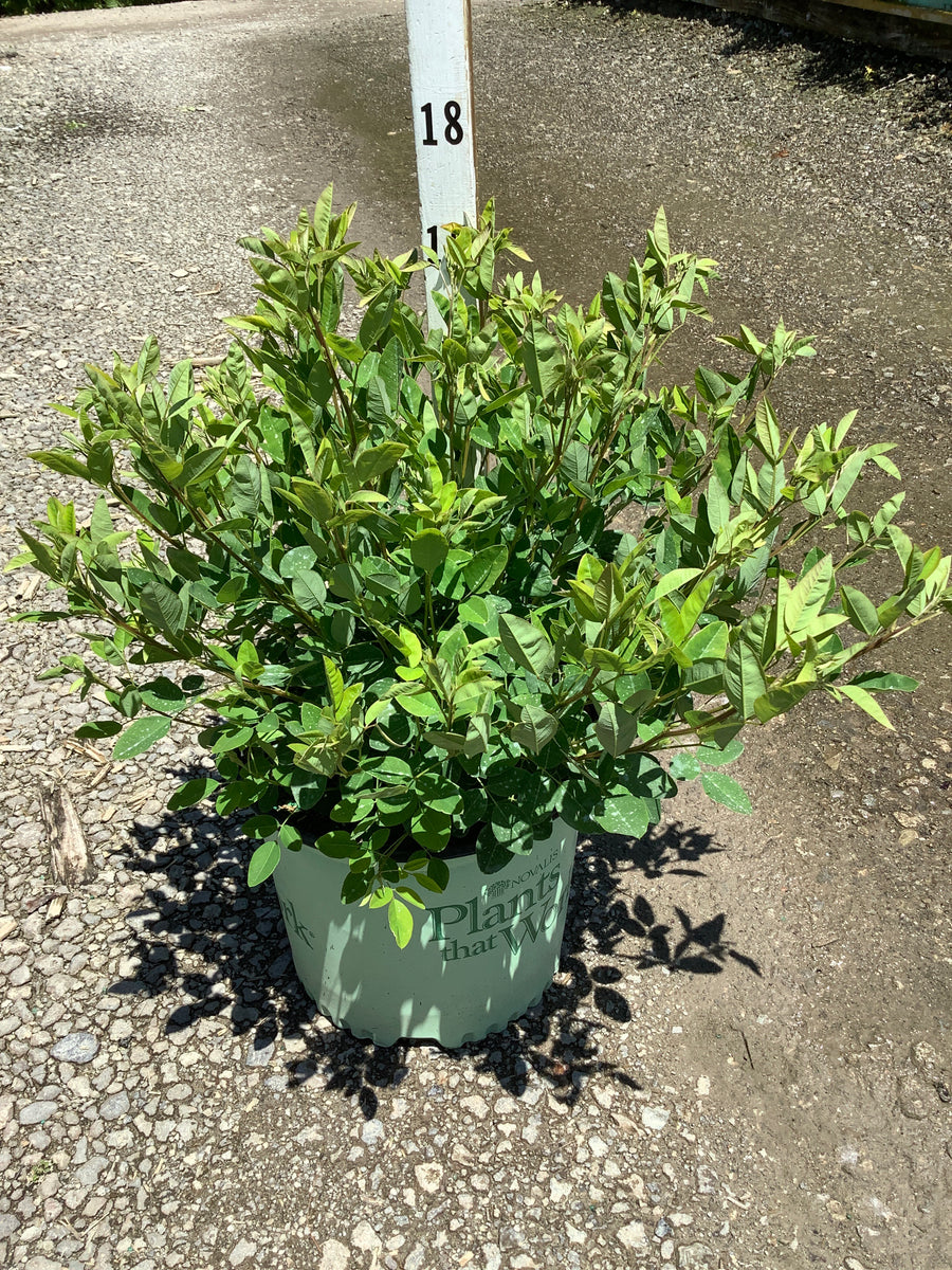 Lespedeza candy 'Girl' — G3 PTW 15