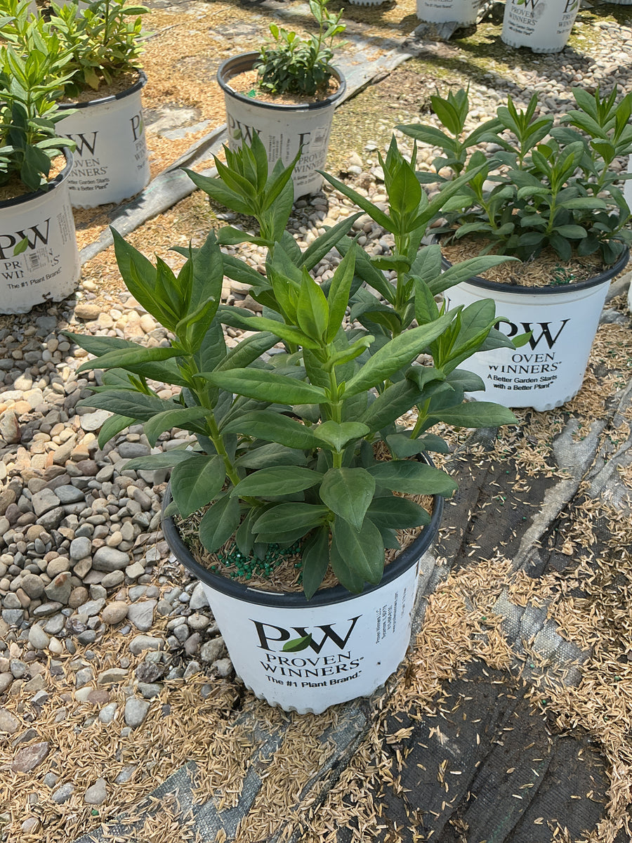 Phlox P 'Luminary Backlight' — G1 PW