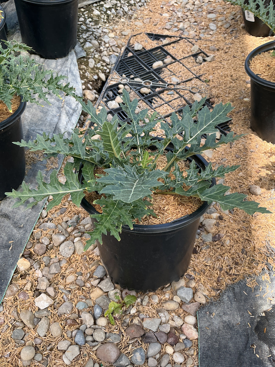 Acanthus spinosus — G1/19CM