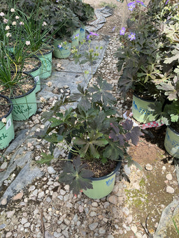 Geranium maculatum 'Dark Roast'