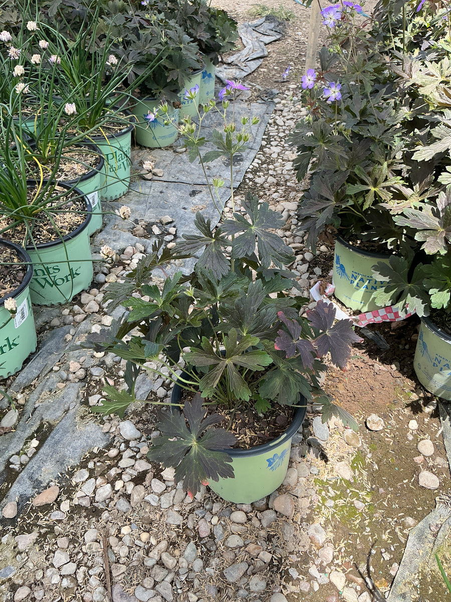 Geranium maculatum 'Dark Roast'